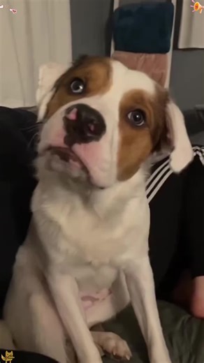 Funny dogs making the weirdest sounds ever 😂🐶 From squeaks to grumbles to full-on alien noises — these pups have NO volume control and it’s hilarious 🤣🎤 #FunnyDogs #DogSounds #GoofyPets #DogComedy #FYP @Cute & Funny @Cute Official @Funny Dogs