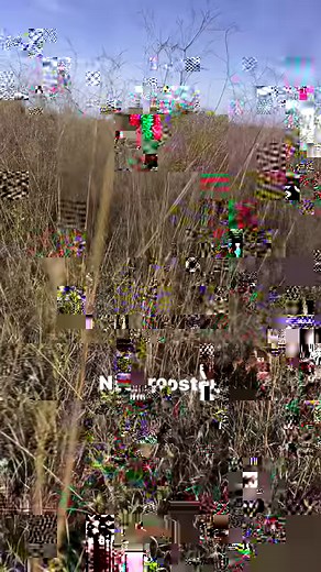 44K views · 599 reactions | Back with another Pheasant Minute is Pheasants Forever Journal Editor Tom Carpenter and his pup Lark, talking about why it’s important to follow the dog, and identifying habitat mosaics when hunting pheasants.#pheasantsforever #pheasanthunting #pheasants #pheasantminute | Pheasants Forever | Facebook