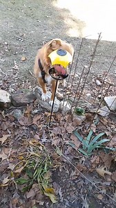 Crazy dogs | Stewart Parker | Facebook