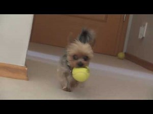 Yorkie Tricks AND PLAY DEAD!!