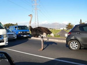 Did You See That Ostrich On The Loose In Cape Town Yesterday? [Videos]