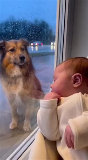 The world rushes past, but the dog stays for the baby. #baby #toddler #viralvideo #trending #shorts