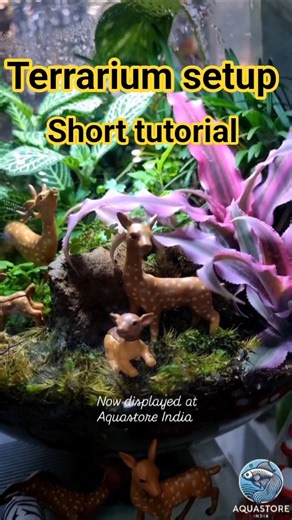 Terrarium setup|terrarium tutorial|Stepbystep|Terrarium making|minigarden|gardening|Aquastoreindia
