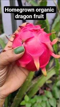 dragon fruit