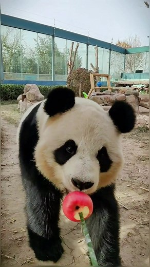 Cute Panda Eating - Animal ASMR Compilation