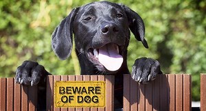 Are Labradors Protective - Will Your Lab Leap To Your Defence?