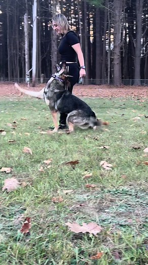 No shes not being forced to do this. #servicedog #schutzhund #foryou #foryoupage #workingdog #dogcommunity #forcefree #igpdogsport #germanshepherd
