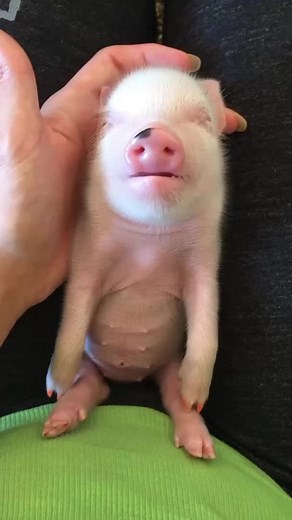 Adorable Mini Pig Compilation | Cute Baby Pigs on TikTok