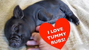 With over 4 Million views at Petpiggies YouTube channel, this clip of a baby micro pig having a tummy rub is our most popular ever. For those of you who haven't seen it, meet one of the cutest little piggies on the internet today. You can find more of our cute piggy clips here: https://www.youtube.com/playlist?list=PLANwQmtbsZlZzz1Ibbbhxo7oEybtHp20C | Petpiggies micro pigs