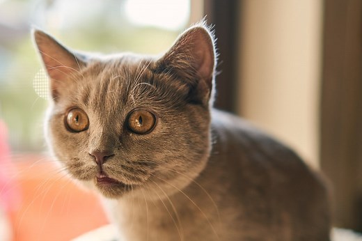 Why Is My Cat Wheezing? 8 Possible Reasons (Vet Answer) - Catster