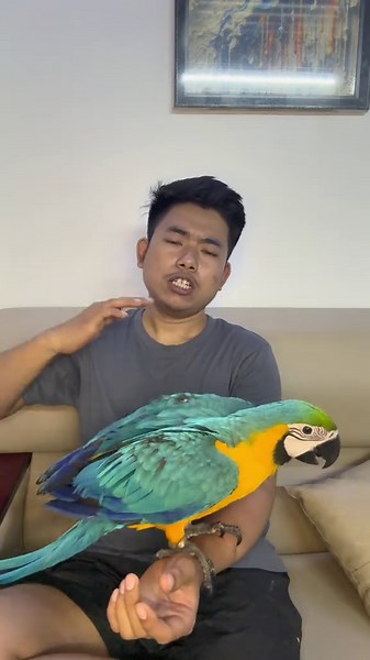 Essential Care Tips for Macaw Parrots