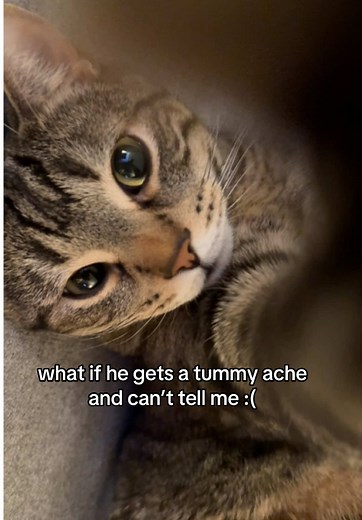 Understanding Cat Behavior: Why Do Cats Cry?