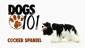 Dogs 101 - Cocker Spaniel | Global Animal Transport LLC