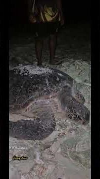 Turtles Galore at Tench Island & Emirau Island. #travel #dothingsyoudontwanttodo #beach