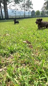 13K views · 1.2K reactions | SMALL DOG DAY HOWL ‘O’ WEEN at the FARM!!! Little Elle and Evie set up the spooky treasure hunt today for the little dogs, they hid all the treats in the playground and then helped all the little pups find a treat! Every one enjoyed it! | Doggy Daycare Farm Trips | Facebook