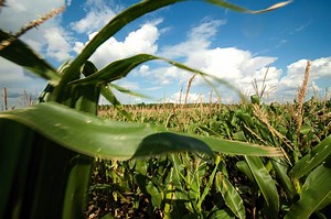 The benefits of GMO corn - Country Guide