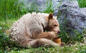 Discover Why Bears Like Honey So Much