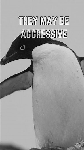 🐧 Adélie Penguins: The Fearless Hunters of the Antarctic! ❄️