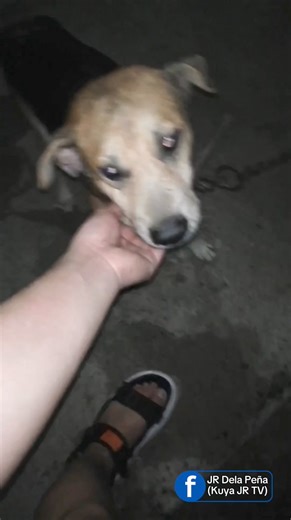 Run free "Jovi", my best friend for 12 years... (February 7, 2012 - August 24, 2024) 🙏🦮💖 | Kuya JR TV