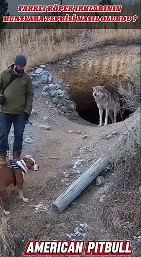 DOGS SEEING A WOLF FOR THE FIRST TIME