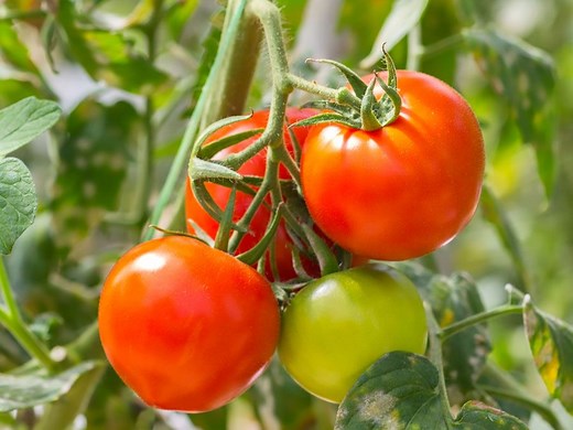 Is a Tomato a Fruit or a Vegetable? | Britannica