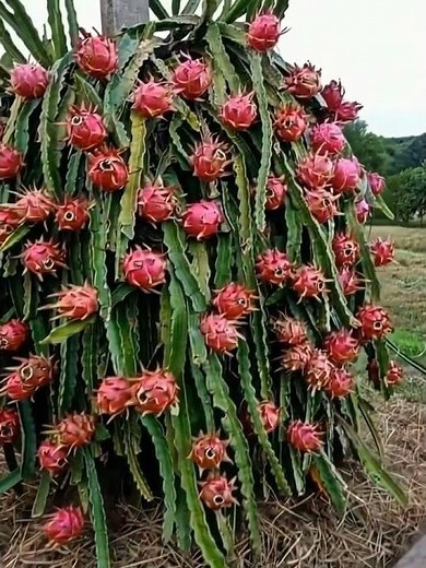 How to Grow Dragon Fruit at Home | Easy Step-by-Step Guide for Beginners