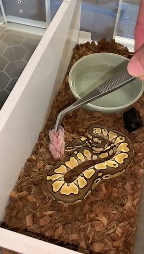 baby ball python first feed
