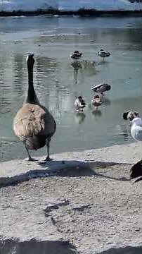 🍁Canada geese make honking sounds and fly off #shorts
