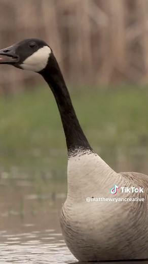 Canada Goose Calls and Sounds Explained