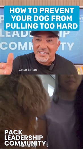 How to stop your dog from pulling starts before the walk. The goal isn’t to correct pulling — it’s to prevent it. It begins with your energy, your intention, and your leadership. Join the Pack Leadership Community to learn how. Link in bio. Cómo evitar que tu perro tire de la correa, comienza antes de la caminata. 🐕‍🦺 El objetivo no es corregir que tire, sino prevenirlo. Todo empieza con tu energía, tu intención y tu liderazgo. Únete a Pack Leadership Community para aprender cómo hacerlo. 🔗 E