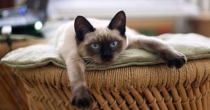 Siamese Cats - A Guide To Caring For Siamese Cats