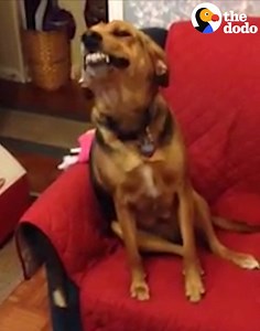 These guilty dogs are experts at getting out of trouble 🐶😂😂😂 | The Dodo