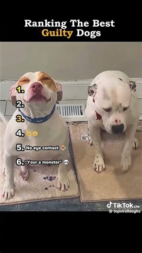 Ranking best guilty dog moments