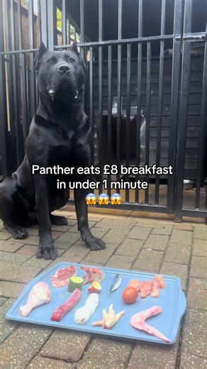 Panther's Quick Breakfast in Under One Minute