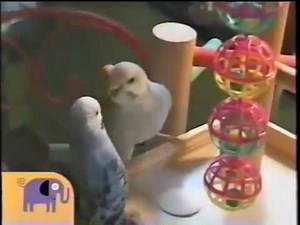 NOGGIN CRITTER CORNER BIRDS