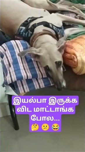 Can Dogs Feel Guilty?