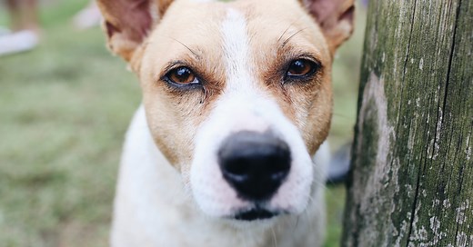 75 Unusual Boy Dog Names to Match His Personality