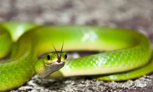 Smooth Green Snake