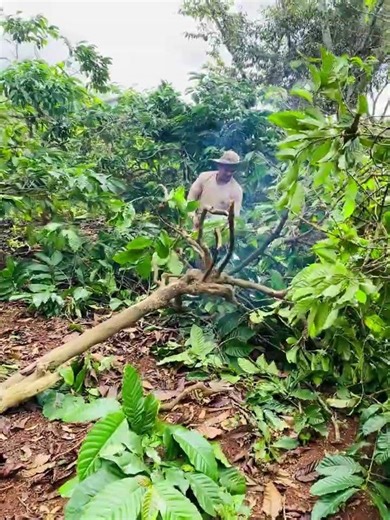 Java wood tree stand - raw materials cutting. #vpetsglobalcompany #javawoodforparrots #javawood