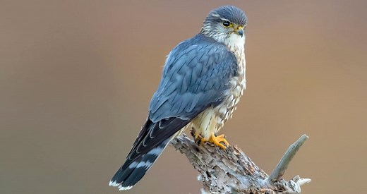 Merlin Identification, All About Birds, Cornell Lab of Ornithology