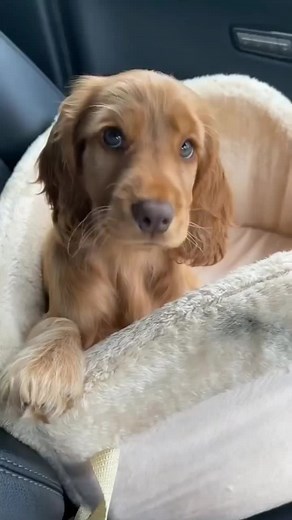 CockerFanWorld op TikTok