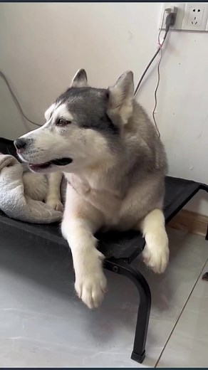Crying Husky: Heartwarming Moments of a Husky in Tears