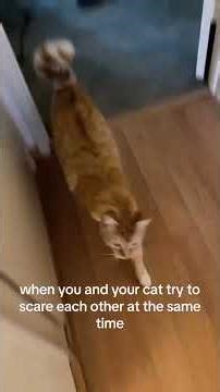funny cat pt.9 #cat #funny #pets #fypシ #memes #meme