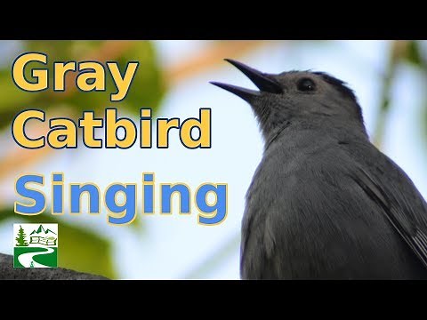 Gray Catbird Song & Call Sound