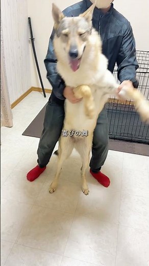 【short vlog】とある犬たちの日常 11-2 #チワワ #シェパード #ウルフドッグ #doglibre #犬のいる生活 #大型犬のいる生活