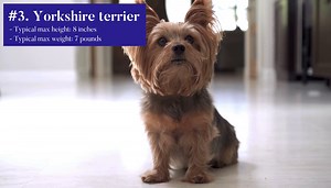 The 5 tiniest dog breeds