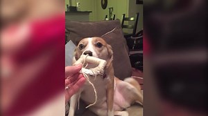 21K views · 268 reactions | Share a photo of your guilty dog. Show us their puppy eyes!  梁  梁 Why is it so hard to be mad at a guilty puppy? Clearly it's their adorable faces when they do something bad. How can you stay mad? | Animal Tales | Facebook