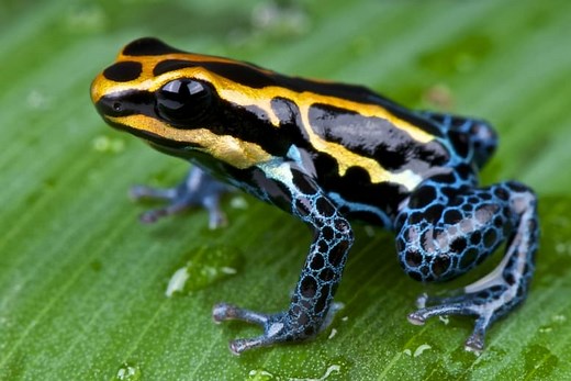 19 Poison Dart Frog Facts - Fact Animal