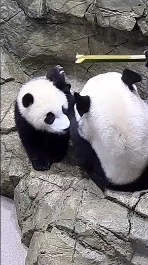 Panda cam highlights! 🐼 Smithsonian Channel