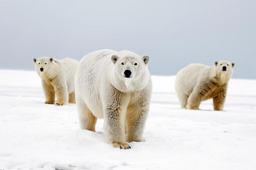 Top 10 facts about polar bears
